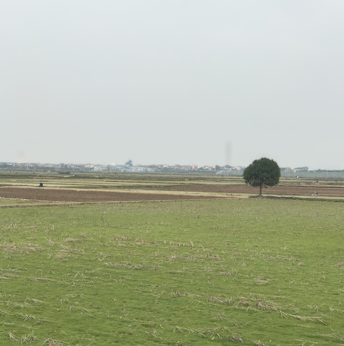 Cánh đồng làng. Ảnh: Thư Hoàng.