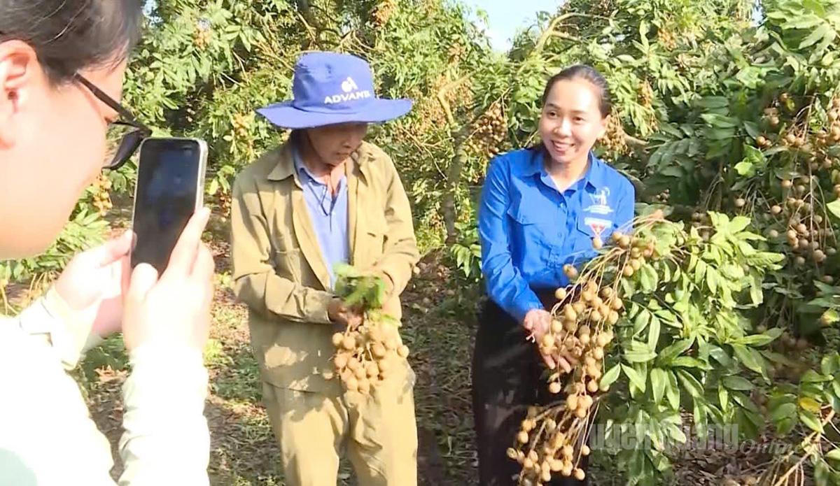 Bí thư Đoàn phường An Tường Nguyễn Thanh Vân (áo xanh) livestream bán nhãn giúp người dân.