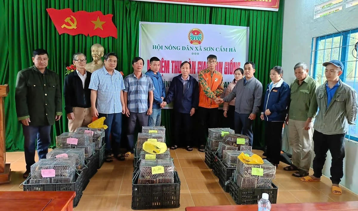 Các hộ dân xã Sơn Cẩm Hà được hỗ trợ con dúi. Ảnh: CV.