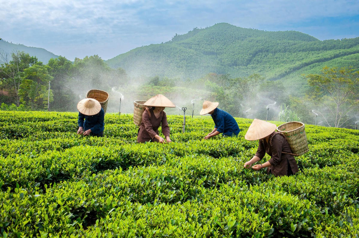 Nông dân Thái Nguyên chủ động ứng dụng khoa học kỹ thuật và chuyển đổi số trong sản xuất, quảng bá sản phẩm chè, hướng tới xây dựng nông thôn mới thông minh.