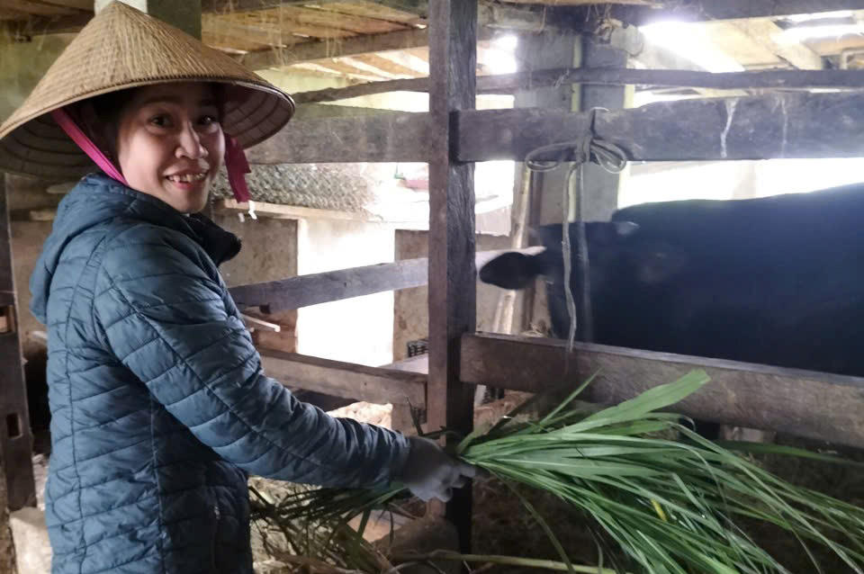 Nhờ tiếp cận thông tin Nguyễn Thị Thắm buôn Dhăm 2, xã Đắk Phơi (Đắk Lắk) đã chăm sóc đúng kỹ thuật, lứa bò đầu tiên mang lại cho gia đình chị 10 triệu đồng, lứa thứ hai thu 22 triệu đồng từ vốn vay ngân hàng chính sách. Ảnh: dakphoi.daklak.gov.vn