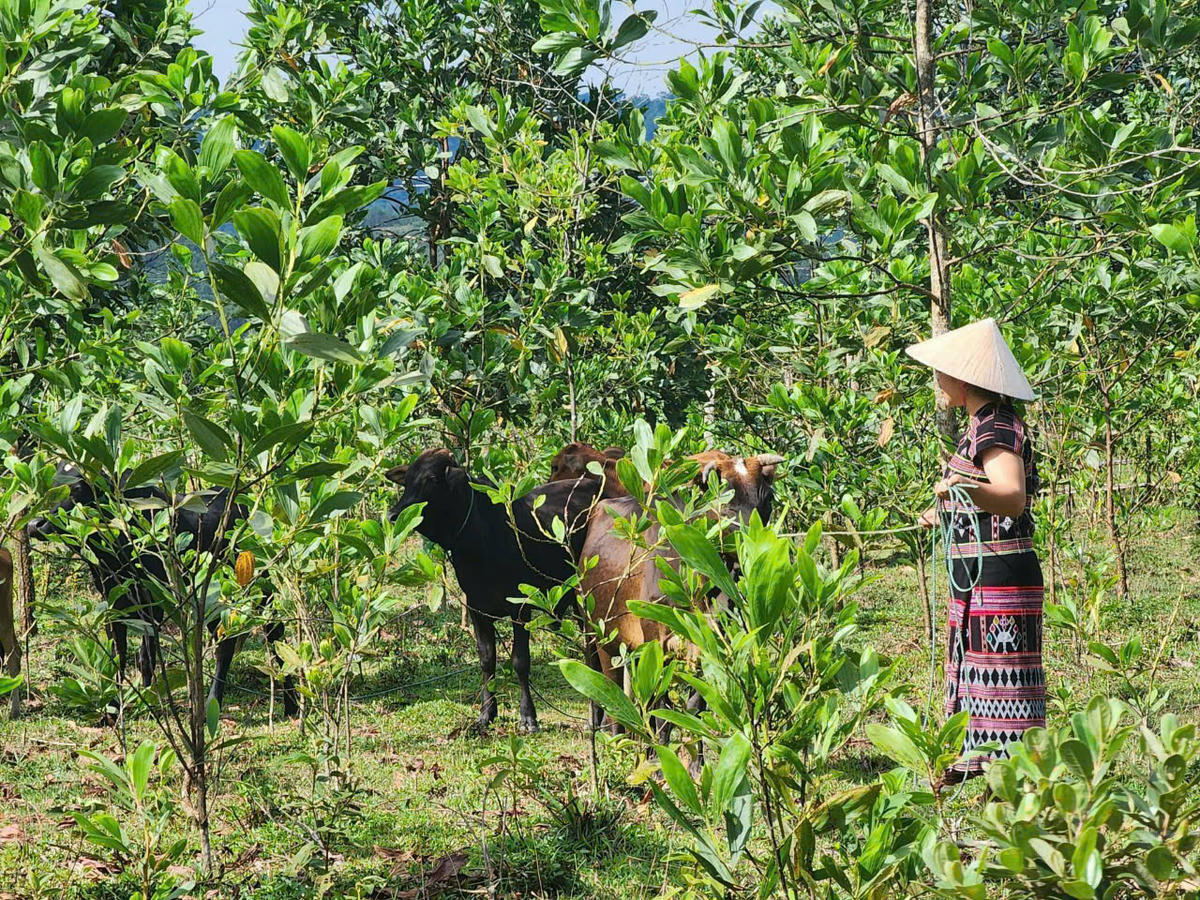 Bằng uy tín của mình, các già làng đã hướng dẫn, hỗ trợ người dân phát triển kinh tế, vươn lên thoát nghèo bền vững. Ảnh: N.Q.