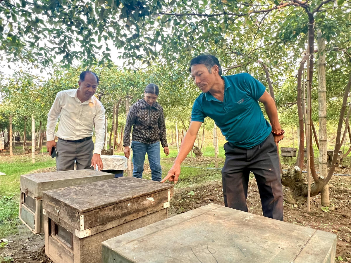 Hội Nông dân phường Nam Đồ Sơn thăm mô hình nuôi ong hoa táo của gia đình ông Nguyễn Khắc Tuân. Ảnh: P.T.