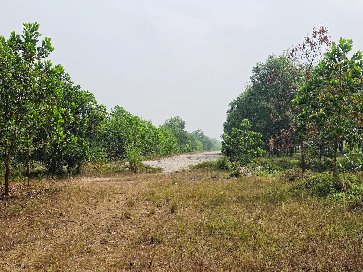 Nhiều đoạn mới chỉ được đổ đá bây và cỏ dại mọc um tùm. Ảnh: Nguyễn Chung.