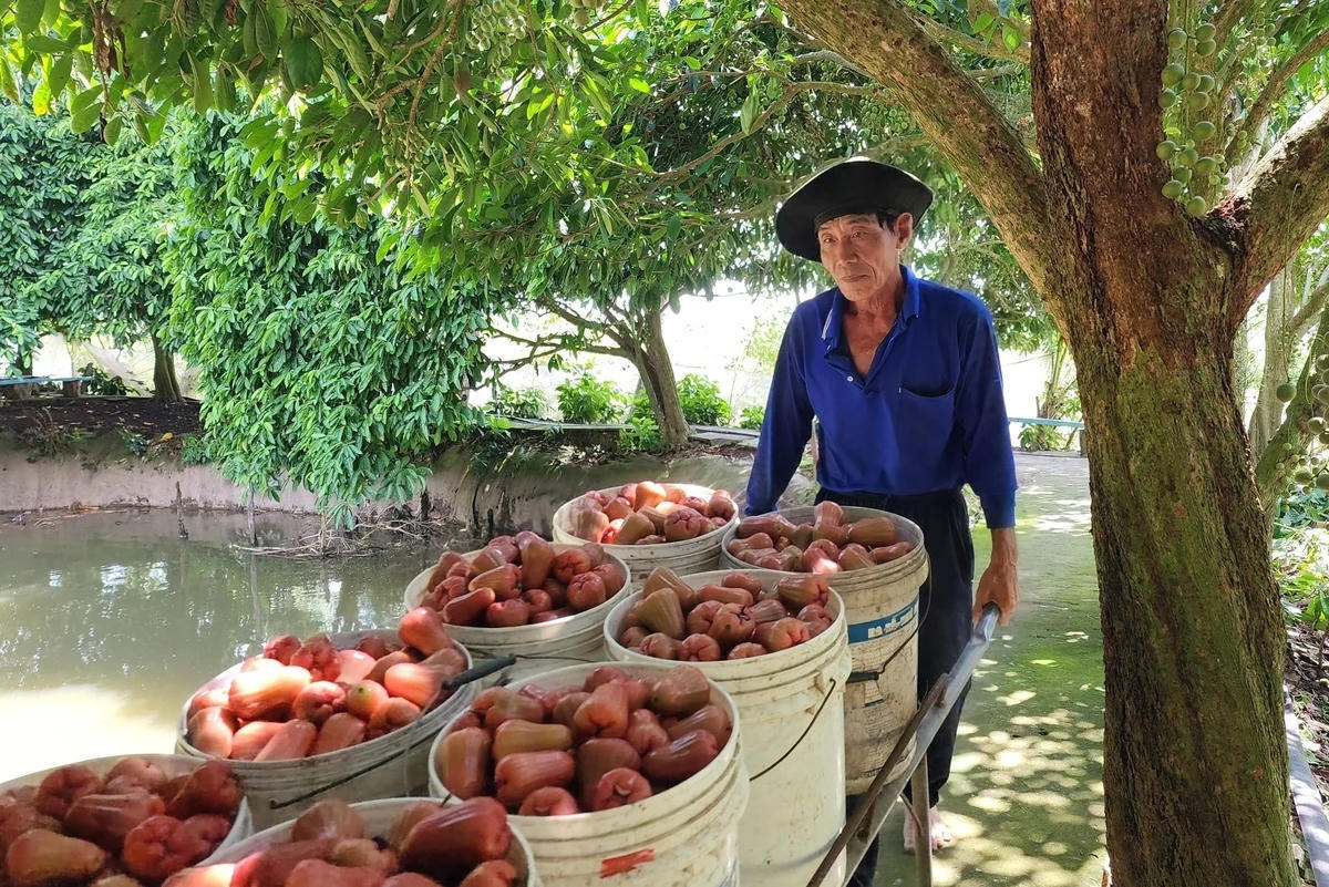 Các mô hình kinh tế nông nghiệp, thúc đẩy liên kết sản xuất - tiêu thụ theo chuỗi giá trị đóng góp đáng kể vào công tác giảm nghèo của TP. Cần Thơ. Ảnh: Kim Anh.