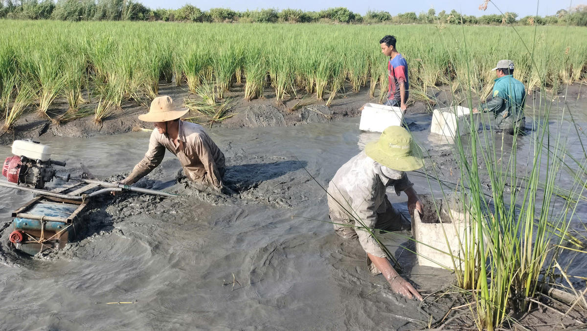 Khi trời vừa hừng sáng, trong ruộng lúa hơn 1 ha, ông Danh Dêl (ngụ xã Biển Bạch, Cà Mau) cùng người thân . kéo đến rất đông “vần công” thu hoạch tôm càng xanh trên đồng lúa. Ảnh: Nguyên Du