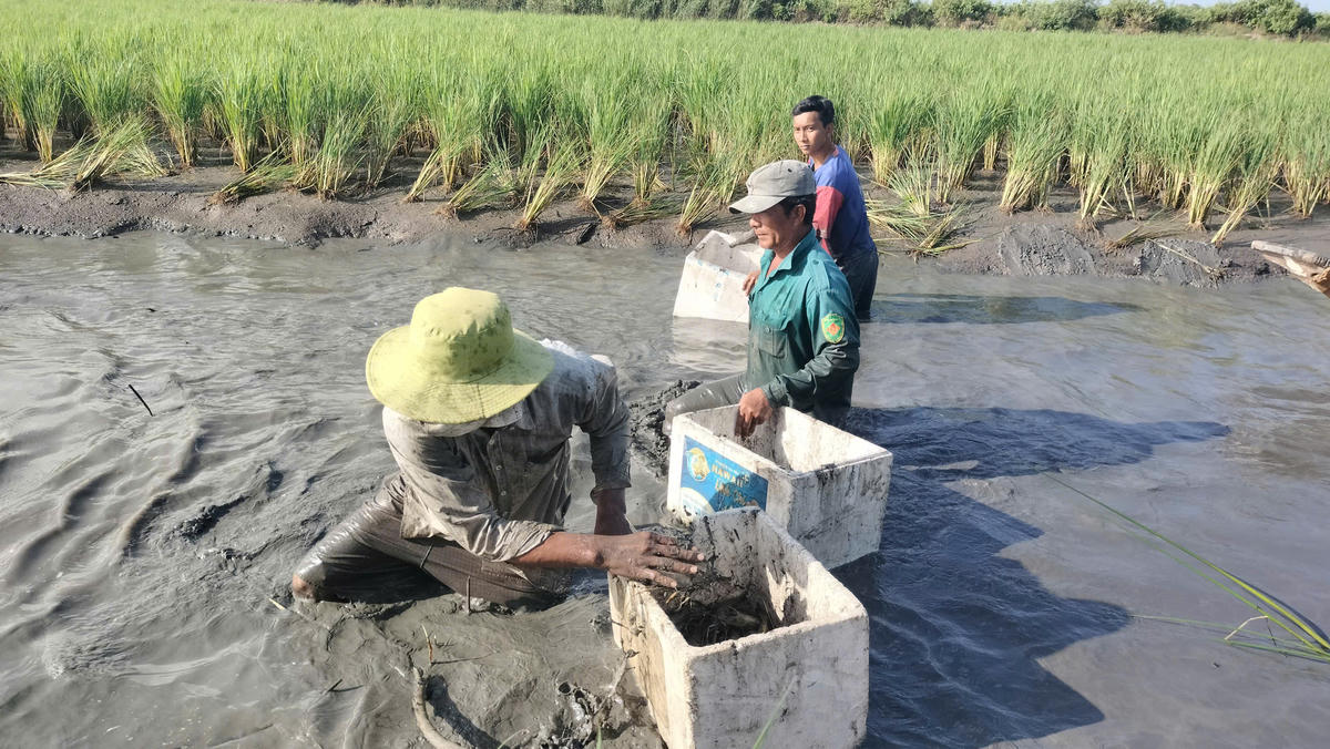 Sau hơn 5 tháng thả nuôi khoảng 40.000 con giống, gia đình thu hoạch được gần 400kg tôm mang lại thu nhập . thêm hơn 30 triệu đồng. Sau tôm là tới vụ thu hoạch lúa, ông không lo thiếu tiền ăn Tết.