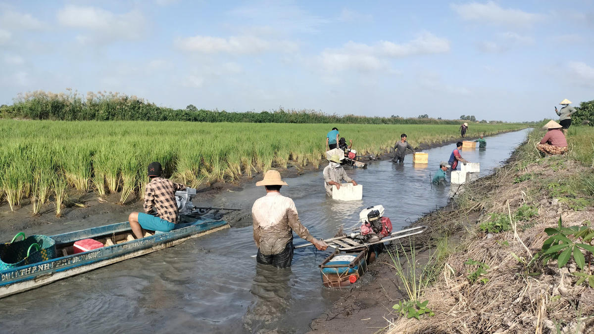 Để thu hoạch tôm càng, người dân bơm bớt nước trong vuông. Sau đó, người dân dùng máy quậy bùn đục dưới đáy vuông lên, . nước đục gây ngạt tôm sẽ tự động bơi lên và tấp vào mé bờ để thở, lúc này chỉ cần đi ven bờ vớt tôm. Ảnh: Nguyên Du