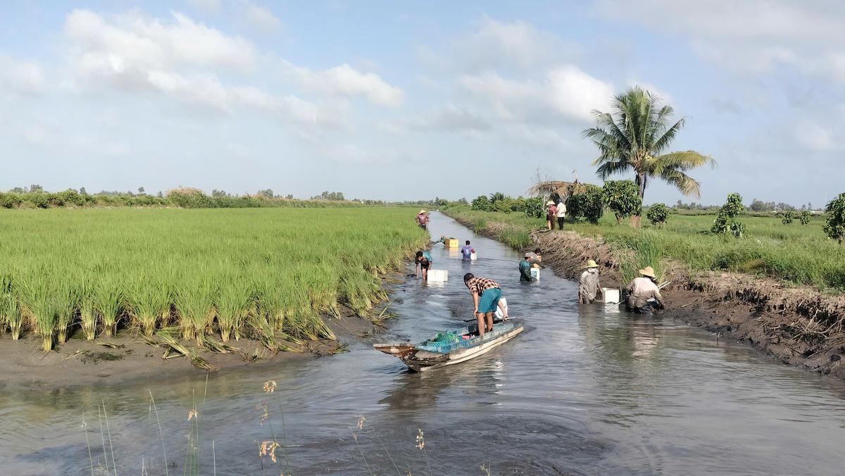 Tỉnh Cà Mau có diện tích nuôi tôm - lúa hơn 40.000 ha được nông dân thả nuôi luân canh hoặc nuôi ghép tôm càng xanh,. tôm sú, thẻ chân trắng mang lại hiệu quả cao.