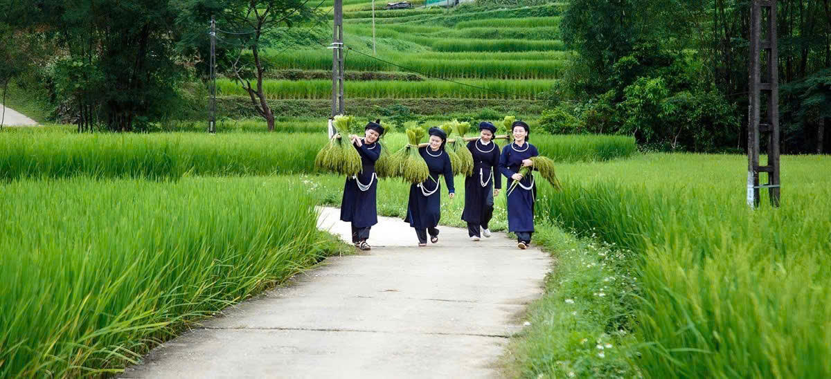 Nhờ thông tin được kết nối mà người dân nhiều vùng đã biết đến giá trị của lúa nếp Khẩu Nua Lếch, từ đó nâng cao thương hiệu cho dòng sản phẩm này.