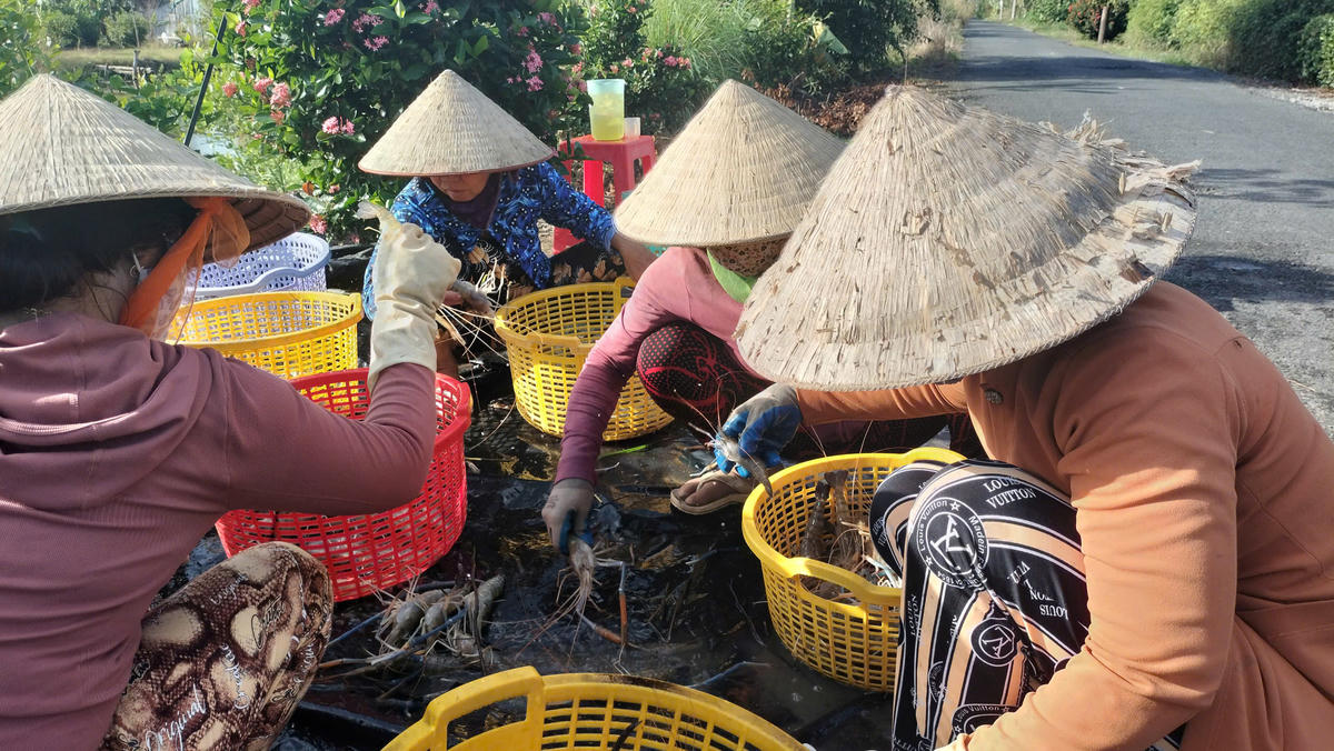 Mô hình "con tôm ôm cây lúa" đã mang lại nguồn thu nhập đáng kể cho người nông dân. Ảnh: Nguyên Du