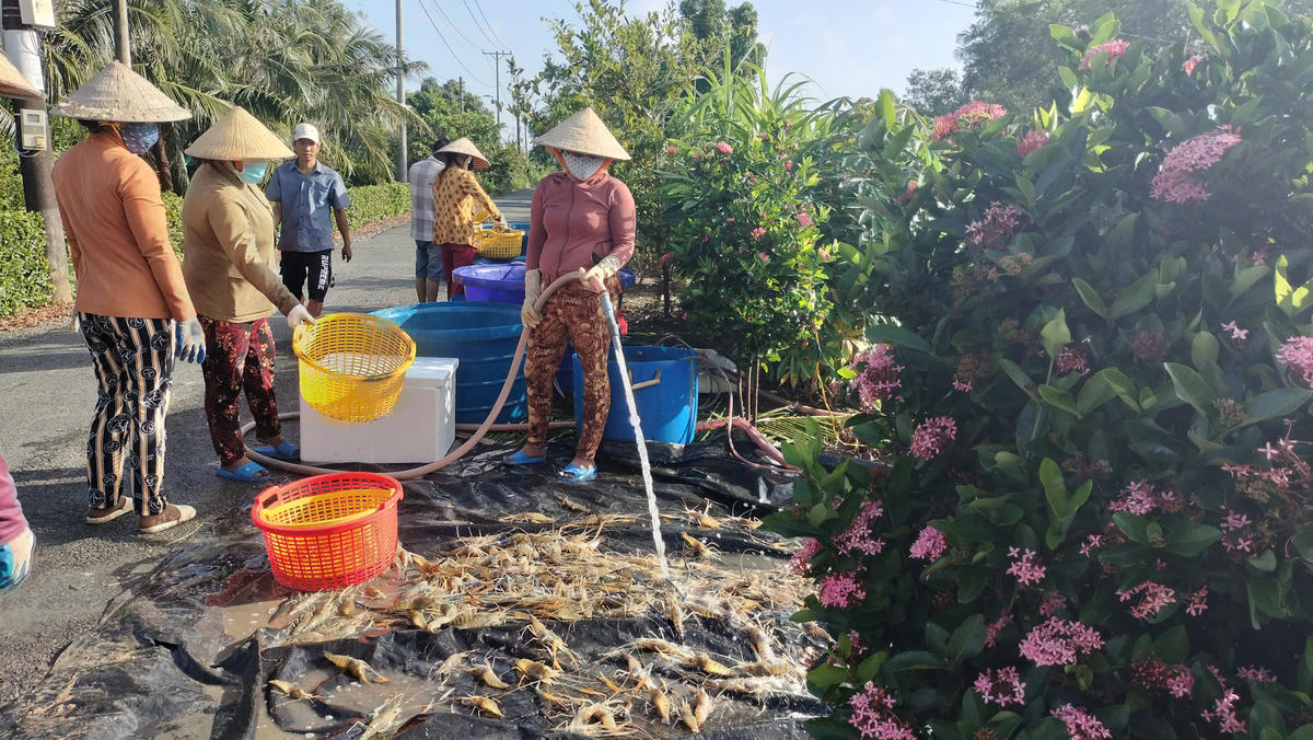 Người dân tập trung rửa sạch bùn trước khi phân loại tôm. Ảnh: Nguyên Du