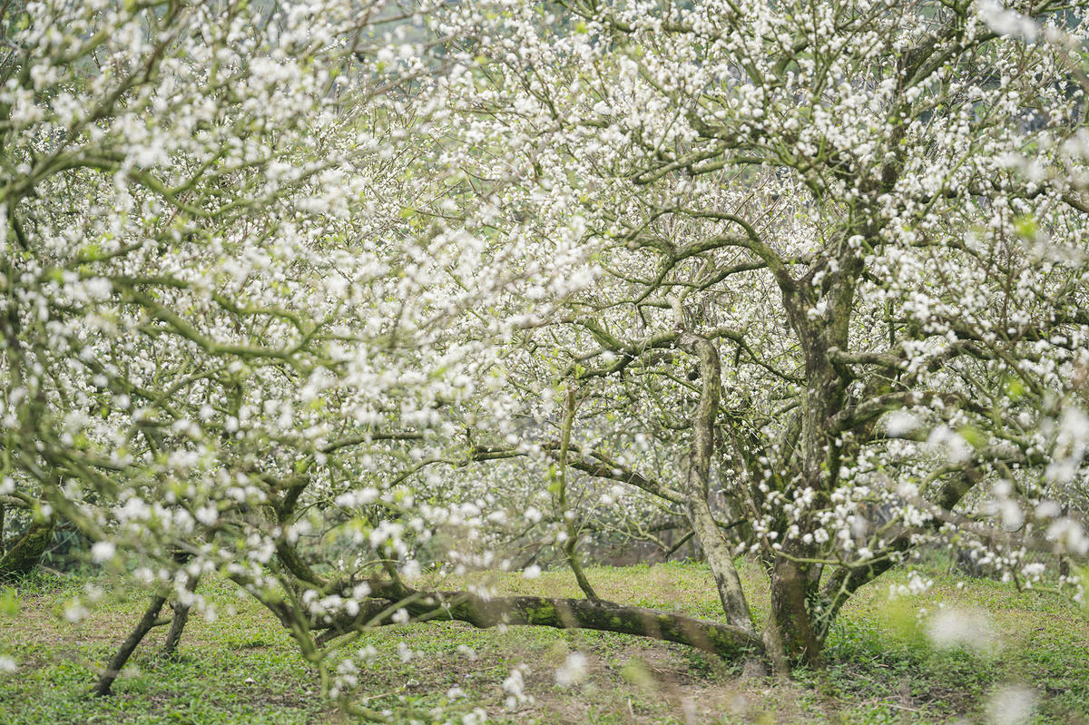 Vẻ đẹp của vườn Mận nở sớm tại Mộc Châu.