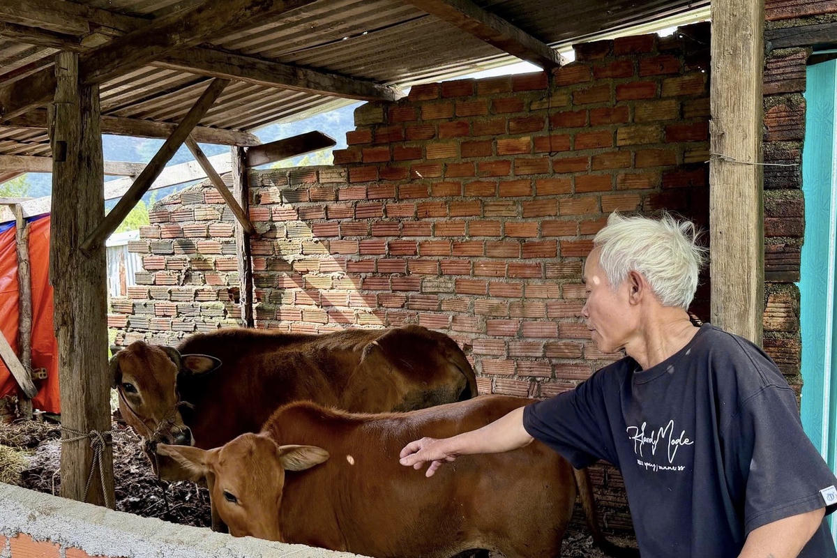 Nhờ được cấp bò giống và cung cấp thông tin, hướng dẫn kỹ thuật kịp thời từ chương trình giảm nghèo bền vững, gia đình ông Trần Trung Tám (thôn 1, xã Hòa Sơn, Đắk Lắk) đã có thu nhập ổn định. Ảnh: hoason.gov.vn