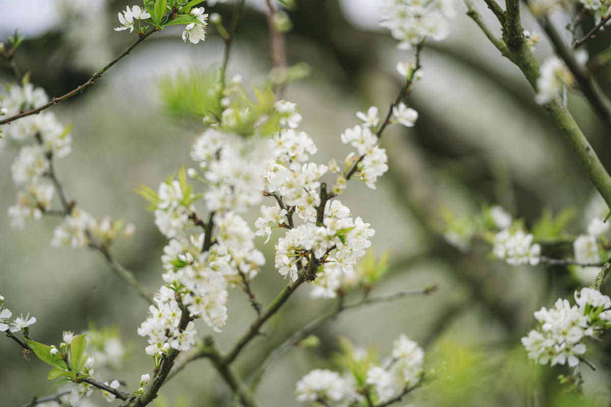 Sắc trắng tinh khôi của hoa Mận đã góp phần tăng thêm thu nhập của nhiều gia đình tại Mộc Châu.