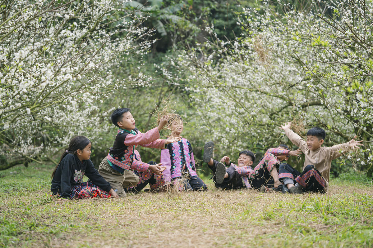 Cao nguyên Mộc Châu bừng sáng mùa hoa Mận sớm
