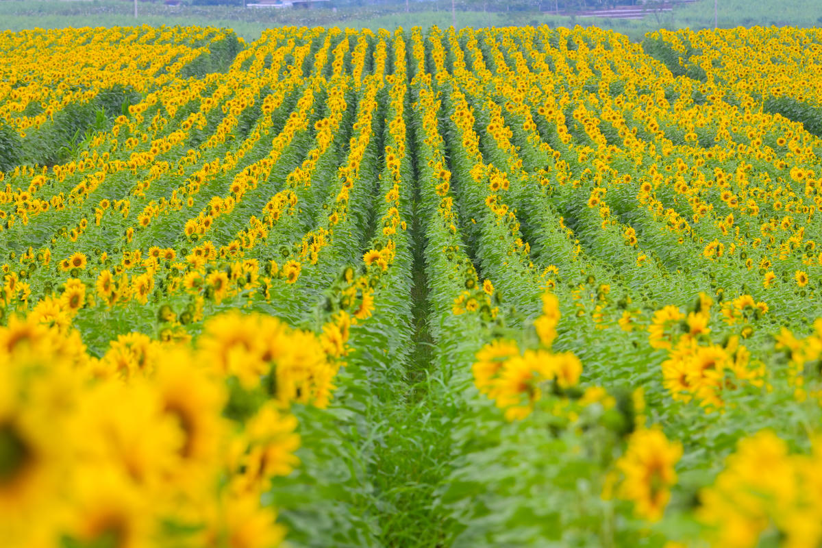 Đồi hoa hướng dương của TH true MILK nở rộ: Mở cửa tham quan tự do từ 16/12, thêm hàng chục điểm check-in tuyệt đẹp