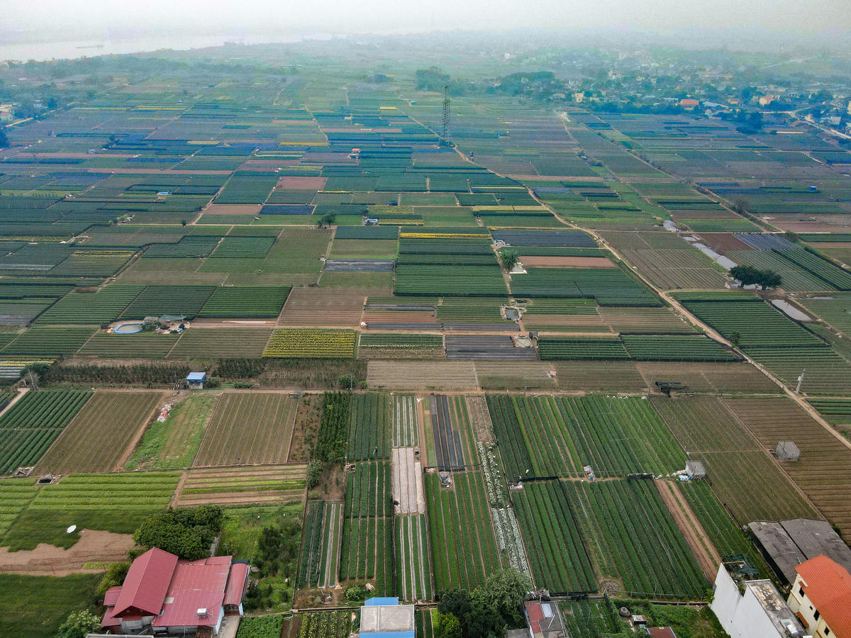 Vùng trồng hoa ở phường Thiên Trường có diện tích trên 190ha, lớn nhất tỉnh Ninh Bình. Ảnh: Đình Minh