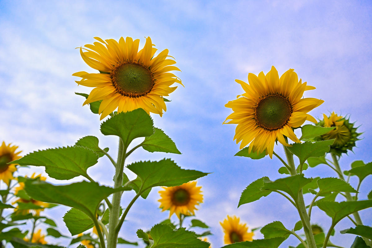 Đồi hoa hướng dương của TH true MILK nở rộ: Mở cửa tham quan tự do từ 16/12, thêm hàng chục điểm check-in tuyệt đẹp