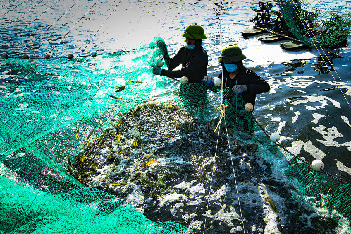 Thu hoạch tôm ở xã Hải Lạng (Quảng Ninh). Ảnh: Cấn Đình Loan.