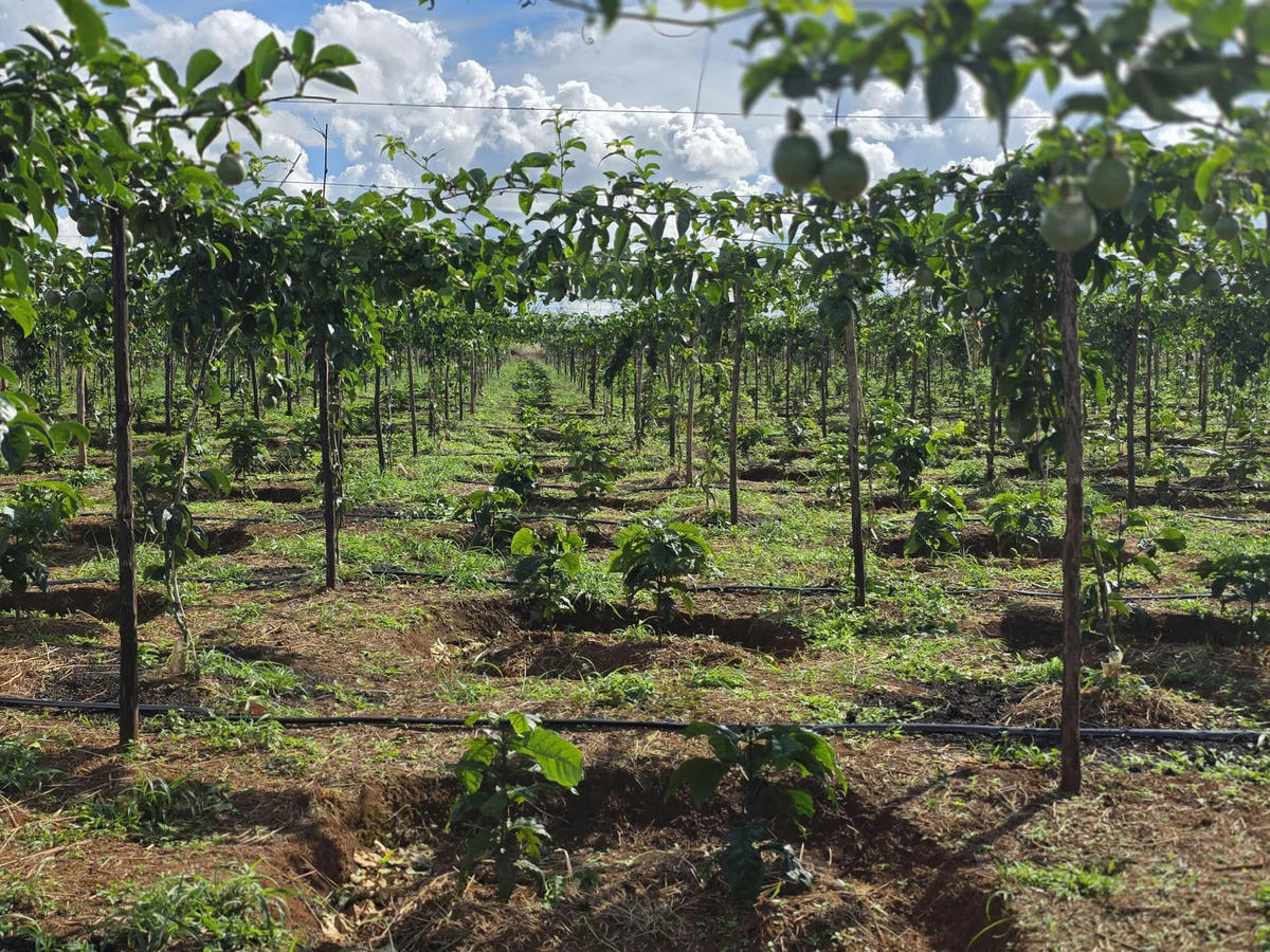 Hiện tại, Tây Nguyên là thủ phủ chanh leo của cả nước. Ảnh: NN