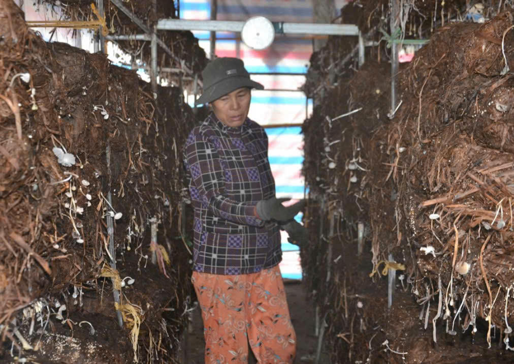 Gia đình bà Võ Thị Mùi thôn Phước Xã - xã Mộ Đức đã trồng nấm rơm ngoài trời được khoảng 10 năm nay. Khoảng 5 năm trở lại đây, bà Mùi đã tiếp cận thông tin, học hỏi và đầu tư xây dựng 4 trại trồng nấm trong nhà, mỗi trại có diện tích 24m2, được thiết kế bài bản nhằm chủ động điều chỉnh, quản lý tốt nhiệt độ, độ ẩm và các sinh vật có hại để nấm rơm phát triển tốt và cho năng suất cao. Ảnh: Như Hồng