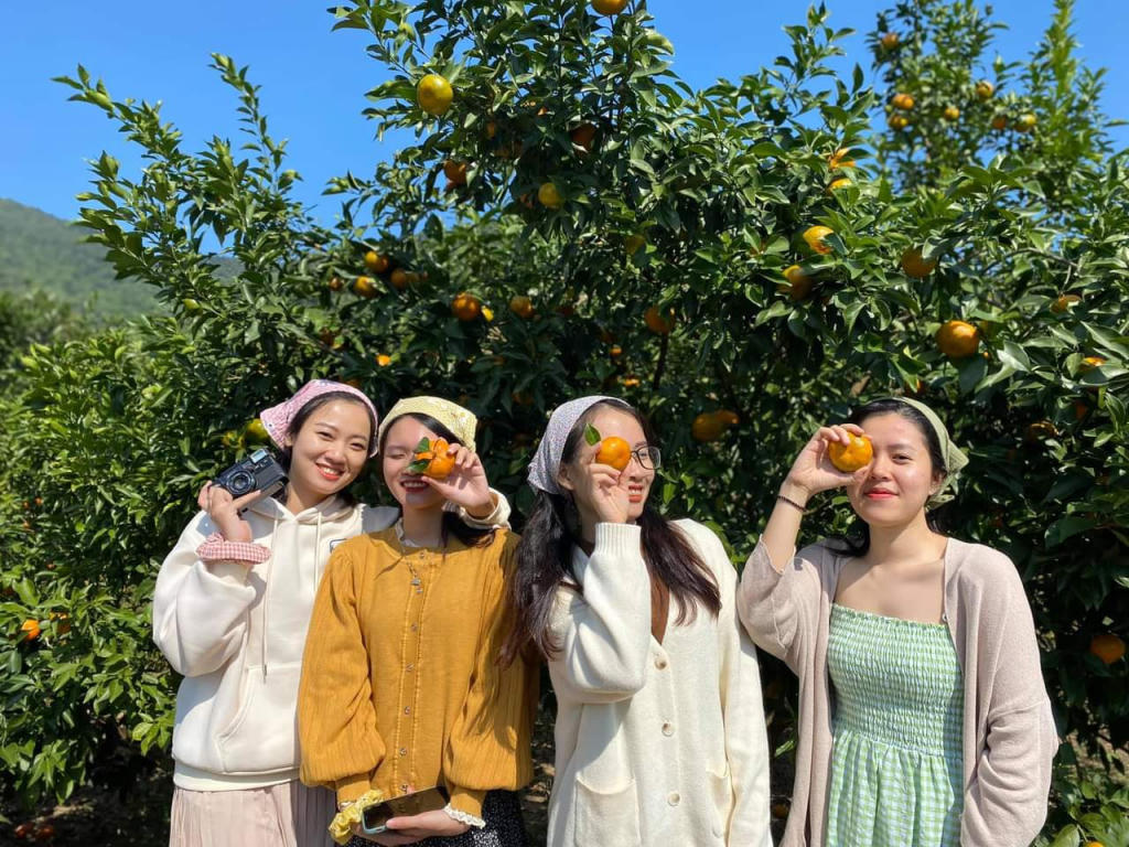 Du khách thích thú trải nghiệm tại các vườn cam Vân Đồn.