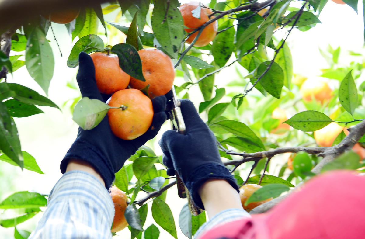 Cam trĩu quả, chín mọng, khoe sắc vàng trên khắp các khu vườn, các sườn đồi. Ảnh: Nguyễn Quý.