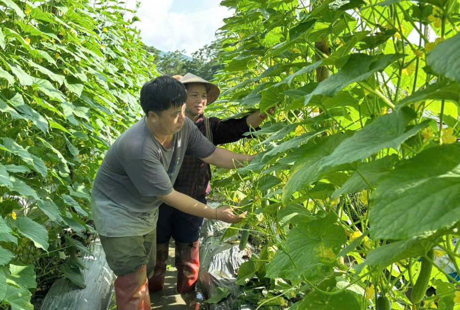 Mô hình trồng dưa chuột đã mang lại hiệu quả kinh tế tốt cho người dân Nghĩa Đô. Ảnh: Mạnh Dũng