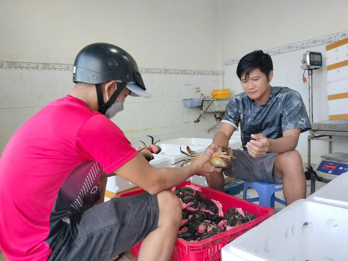 Hiện toàn tỉnh có hơn 365.000 ha nuôi cua biển với sản lượng trên 36.000 tấn mỗi năm, mang lại sinh kế cho hơn 45.000 hộ dân. Ảnh: Nguyên Du