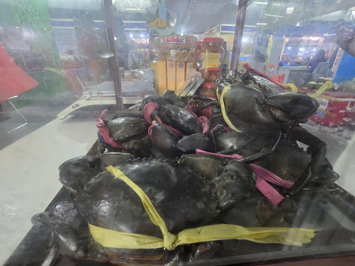 Cua Cà Mau nổi tiếng chất lượng thịt chắc, ngon được thị trường ưu chuộng. Ảnh: Nguyên Du