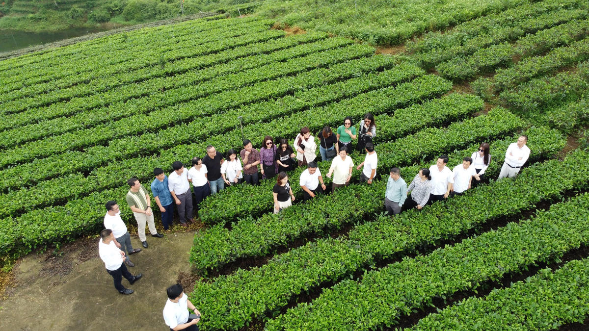 Du lịch trải nghiệm đồi chè ở Thái Nguyên. Ảnh: Toán Nguyễn.