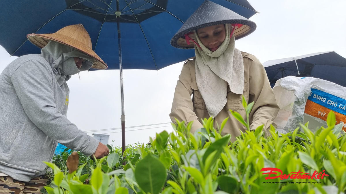 Cây chè trở thành trở thành cây trồng chủ lực trong phát triển kinh tế của xã Tân Cương. Ảnh: Toán Nguyễn.