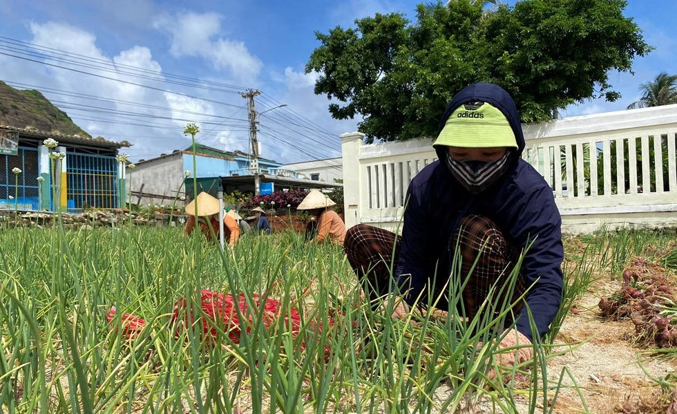 Lý Sơn (Quảng Ngãi) tận dụng thế mạnh của vùng để giảm nghèo, nâng cao đời sống người dân. Ảnh: quangngaitv.vn
