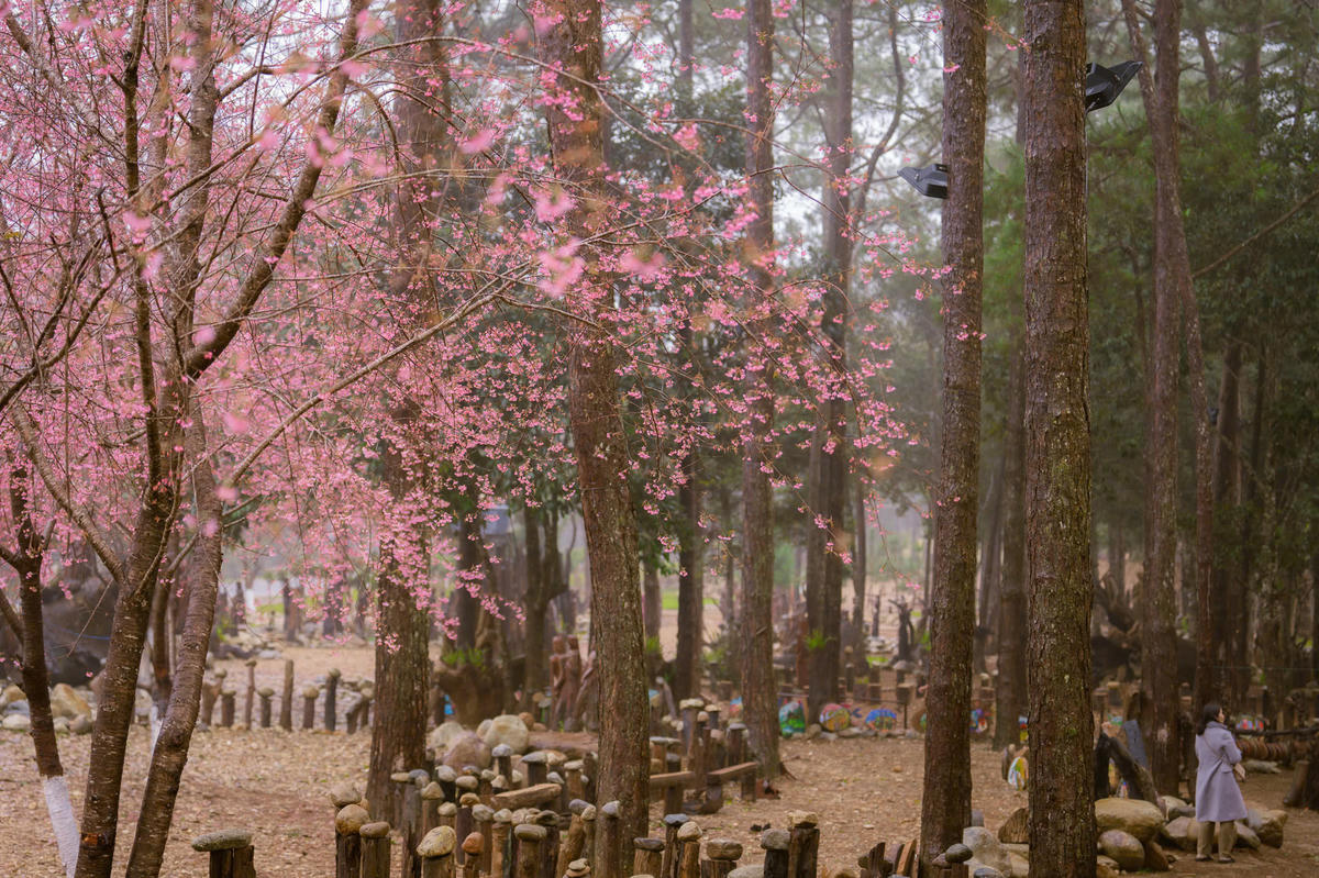 Du khách tham quan mùa hoa anh đào ở xã Măng Đen. Ảnh: CV.