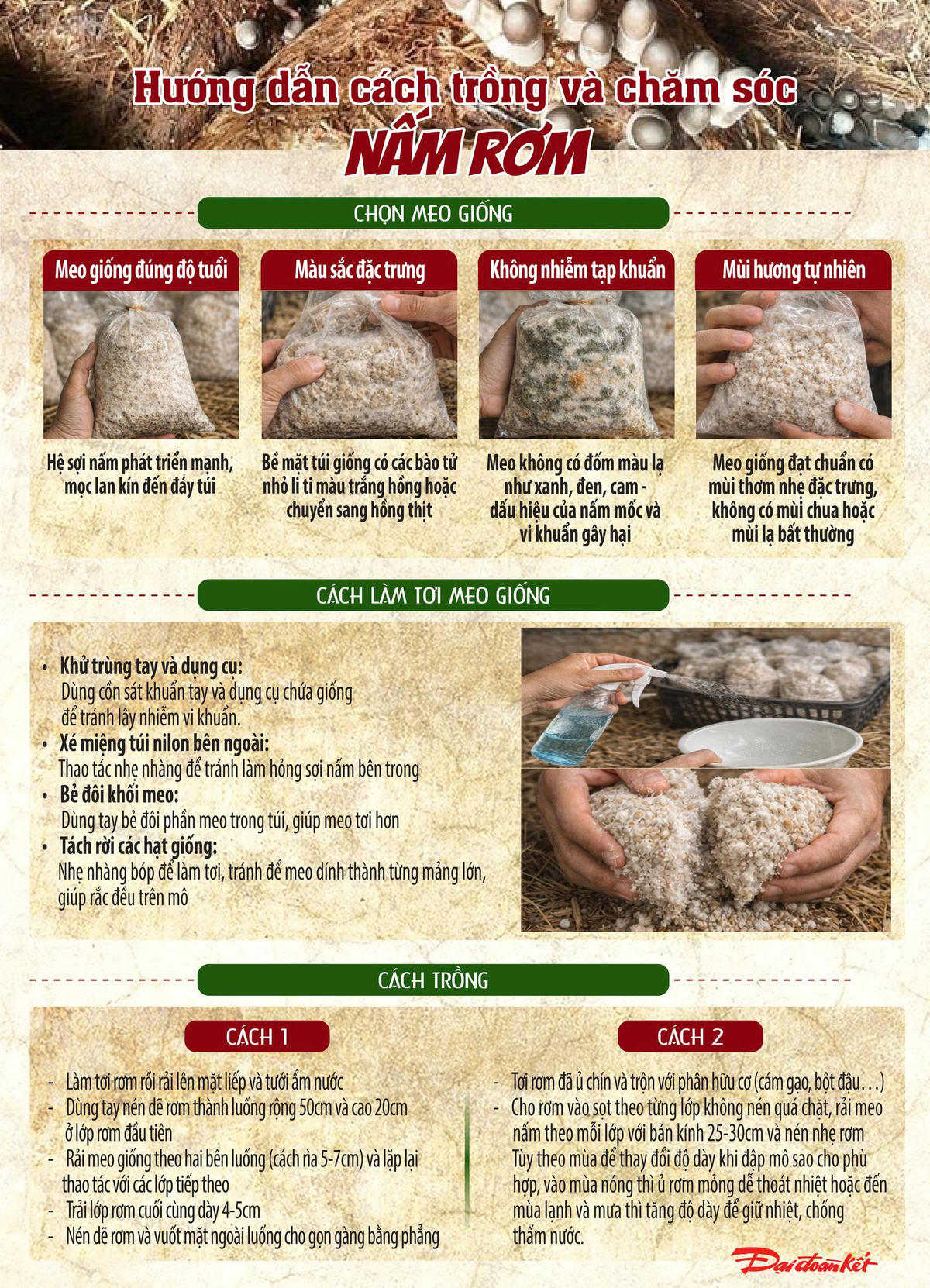 Cách trồng nấm rơm. Ảnh: T.N