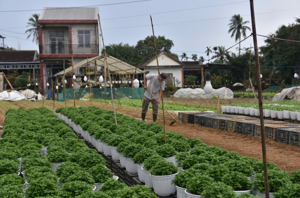 Người nông dân chạy đua với thời gian để gieo trồng những loại hoa cảnh ngắn ngày, phục vụ Tết Nguyên đán. Ảnh: N.Q.