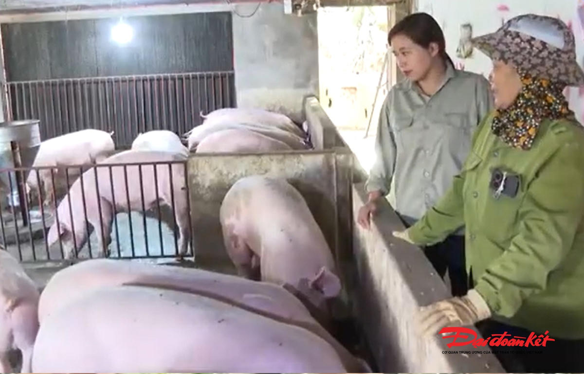 Mô hình chăn nuôi lợn trà xanh của hộ gia đình bà Nguyễn Thị Liễu. Ảnh: Toán Nguyễn.