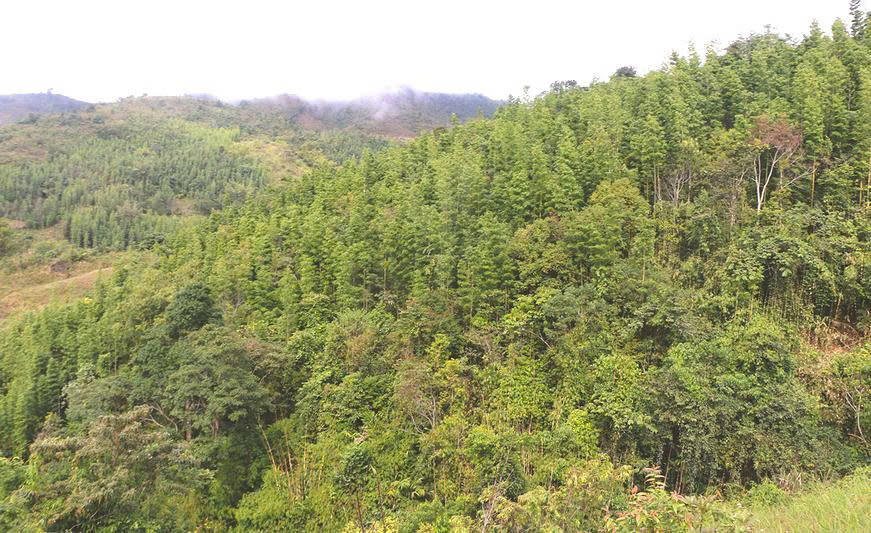 Những rừng măng đắng bạt ngàn ở Pà Khốm. Ảnh: K. L