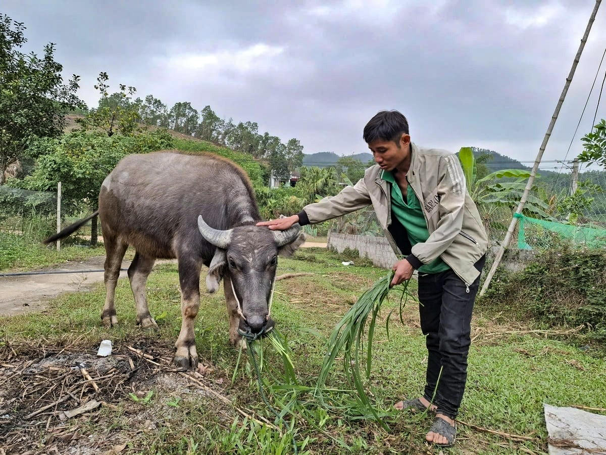 Anh Ngân Văn Quyền ở thôn Rộc Răm (xã Yên Thọ) được hỗ trợ trâu cái sinh sản vào cuối năm 2024 từ dự án hỗ trợ phát triển sản xuất cộng đồng thuộc Chương trình MTQG giảm nghèo bền vững. Ảnh: Thanh Tâm