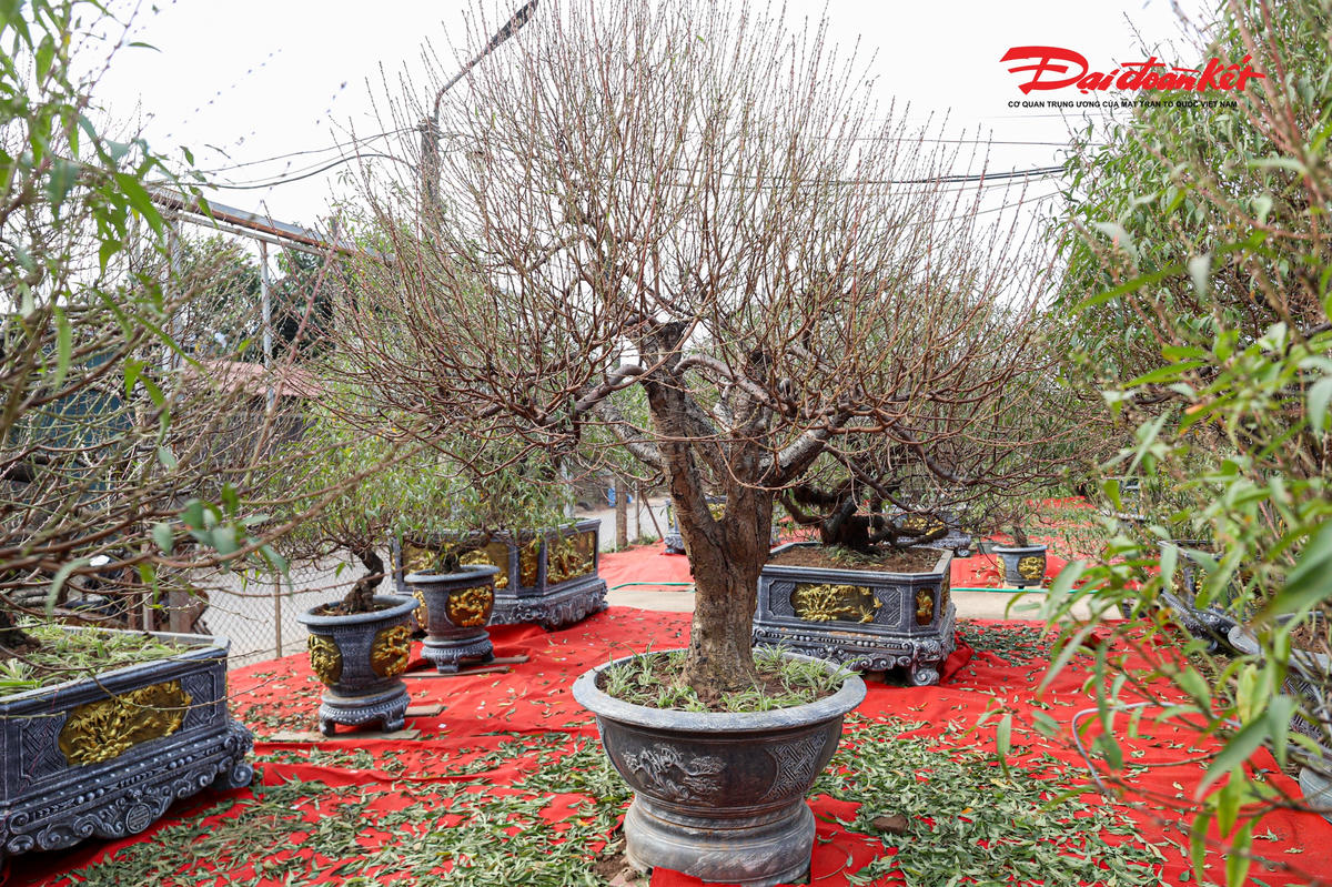 Bởi vậy, dù vất vả, người trồng đào vẫn gắn bó với nghề, coi mỗi mùa Tết là một lần “đánh cược” với thiên nhiên. Chỉ cần thời tiết thất thường, mưa rét kéo dài hoặc nắng ấm đột ngột, công sức cả năm có thể bị ảnh hưởng.