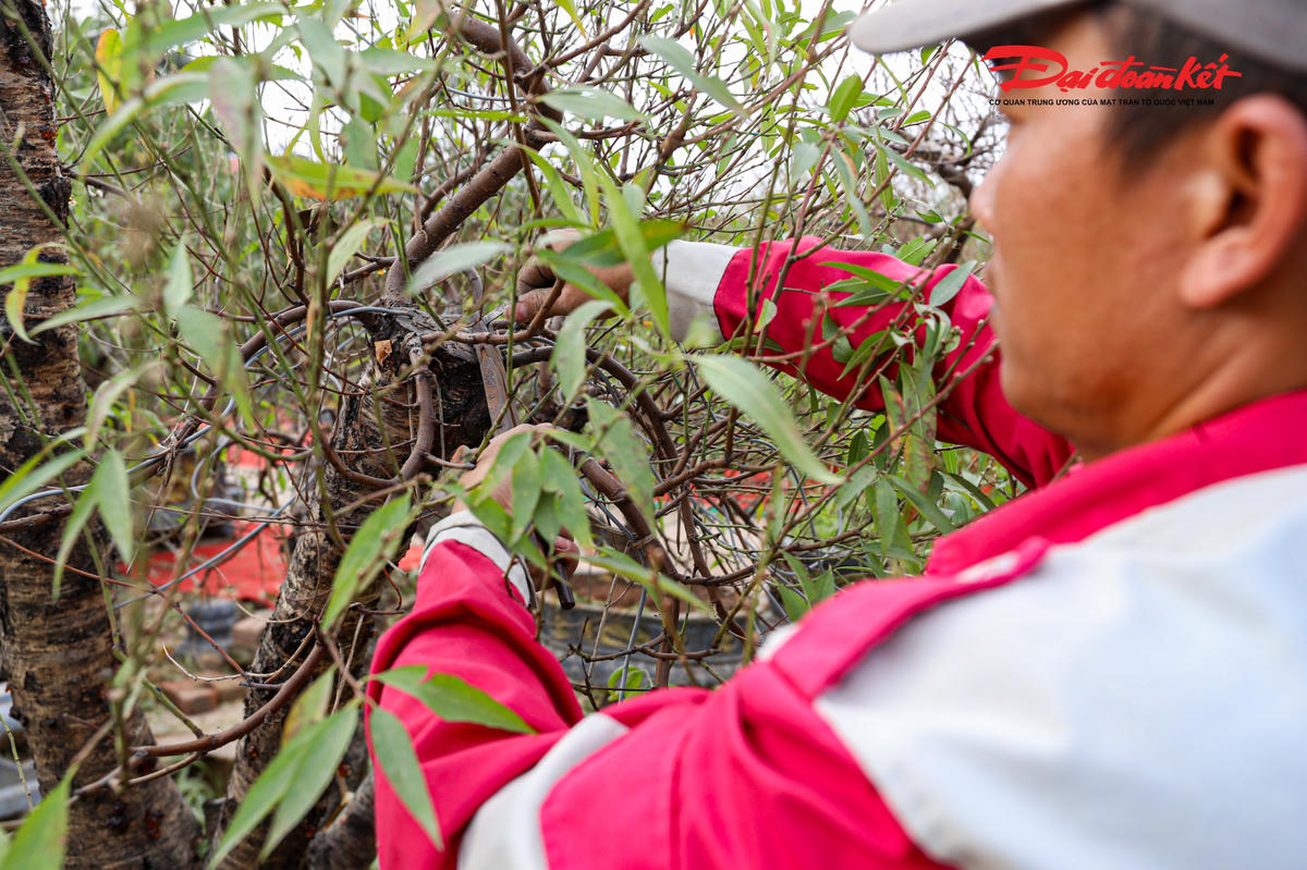 Với những cây đào thế, đào cổ có giá trị cao, việc chăm sóc càng được chú trọng, thậm chí có người còn thức đêm theo dõi thời tiết để kịp thời điều chỉnh.