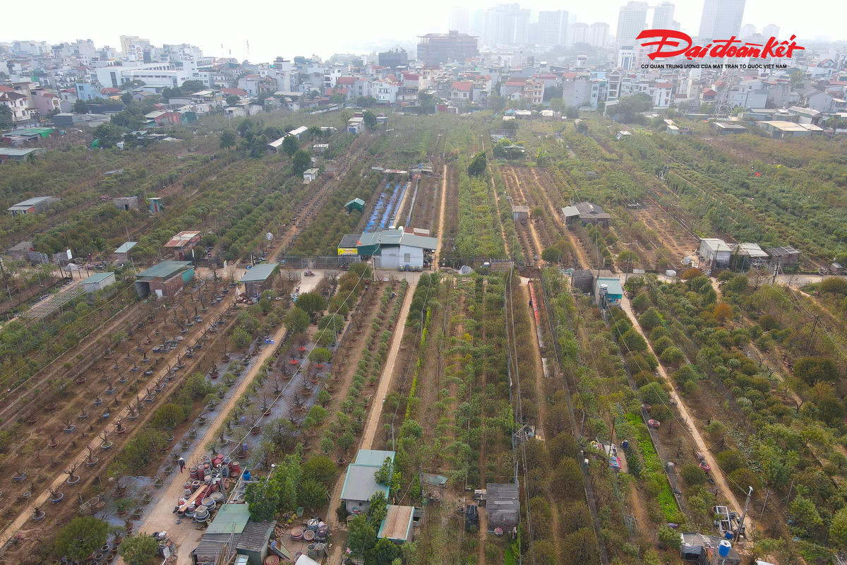 Nhiều năm gần đây, diện tích trồng đào ở Nhật Tân không còn nhiều như trước do quá trình đô thị hóa. Tuy vậy, những người còn bám trụ với nghề vẫn nỗ lực giữ gìn thương hiệu đào truyền thống. Bên cạnh các giống đào bích, đào phai quen thuộc, nhiều nhà vườn đã đưa vào trồng thêm đào thế, đào dáng bonsai để đáp ứng thị hiếu đa dạng của khách hàng. Giá đào vì thế cũng phong phú, từ vài trăm nghìn đồng đến hàng chục triệu đồng mỗi cây.. 