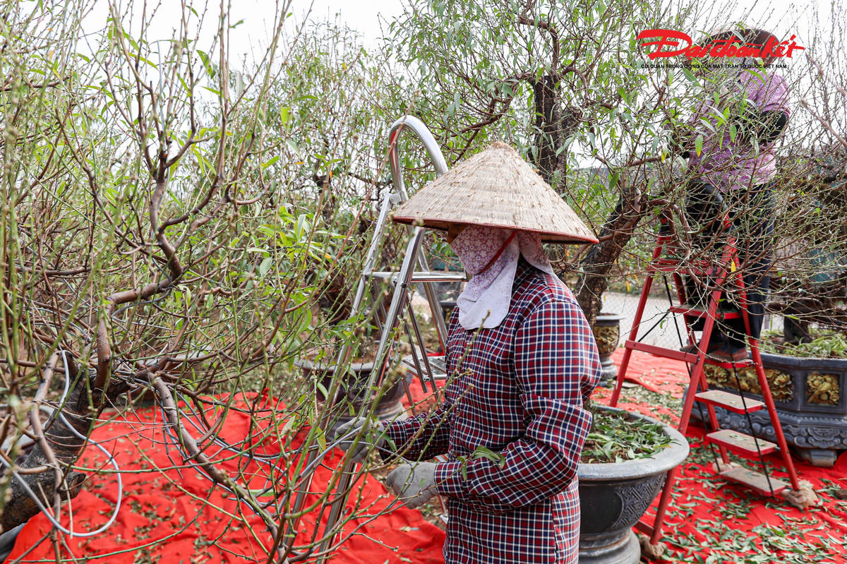 Với những cây đào cao, người dân phải bắc thang để tuốt lá.