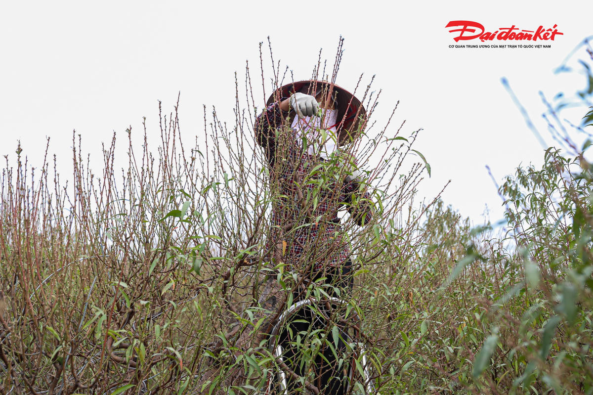 Mỗi nhà vườn Nhật Tân thường có từ vài trăm cho đến hàng nghìn cây đào.