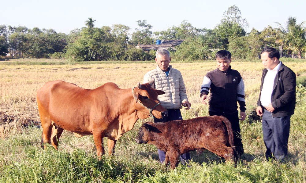 Nhờ tiếp cận thông tin nhiều hộ nông dân Bắc Ninh đã có những hướng sản xuất phù hợp để từ đó vươn lên thoát nghèo. Ảnh: BT