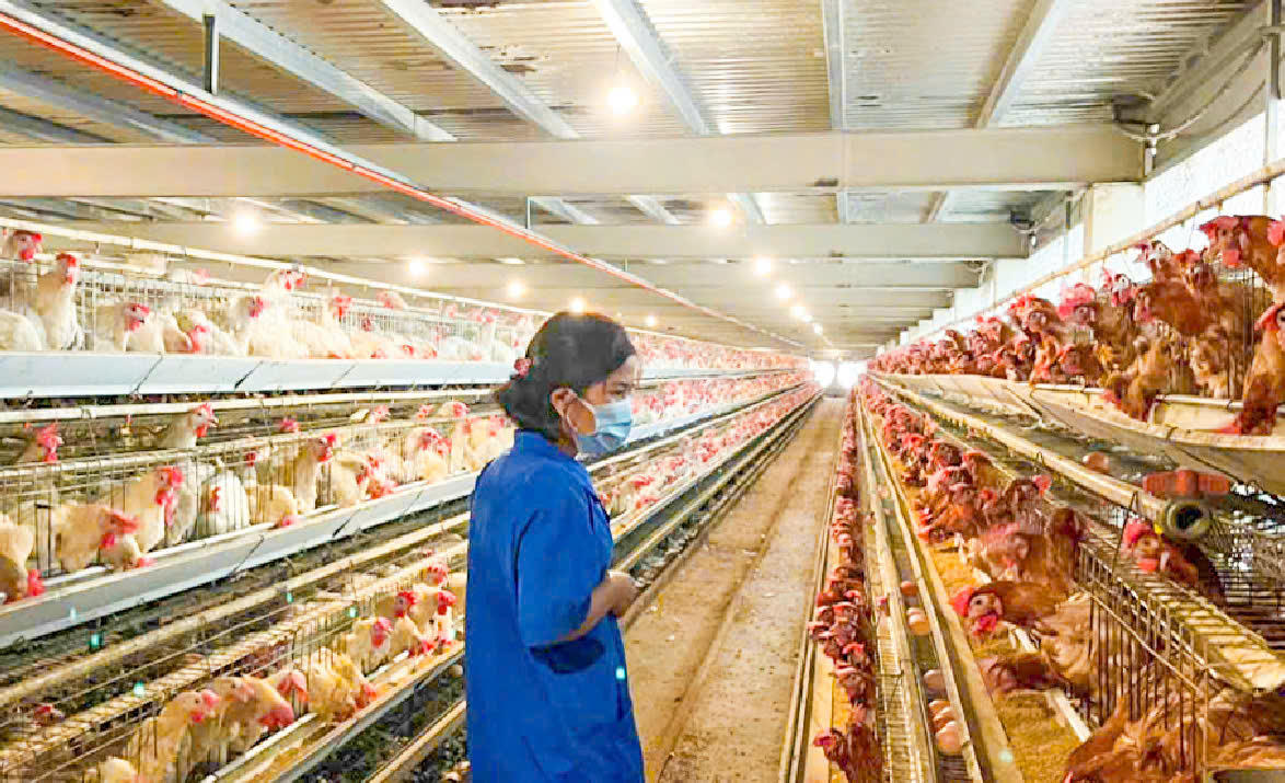 &nbsp;Mô hình chăn nuôi gà giúp bà con nông dân thoát nghèo .Ảnh minh họa: Bộ KHCN