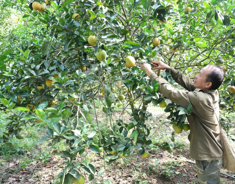 Ba năm qua, xã La Phù đã tổ chức 75 lớp tập huấn, buổi tuyên truyền cho gần 3.000 người dân về lịch thời vụ, cơ cấu giống, kỹ thuật trồng cây ăn quả, chăn nuôi; cách sử dụng thuốc bảo vệ thực vật, tận dụng nguồn phế phẩm trong nông nghiệp làm phân bón. Ảnh: baosonla.vn