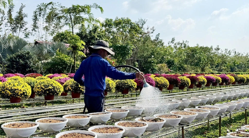 Nông dân nơi thủ phủ hoa miền Tây đang tất bật sản xuất. Ảnh: Trung Ngãi