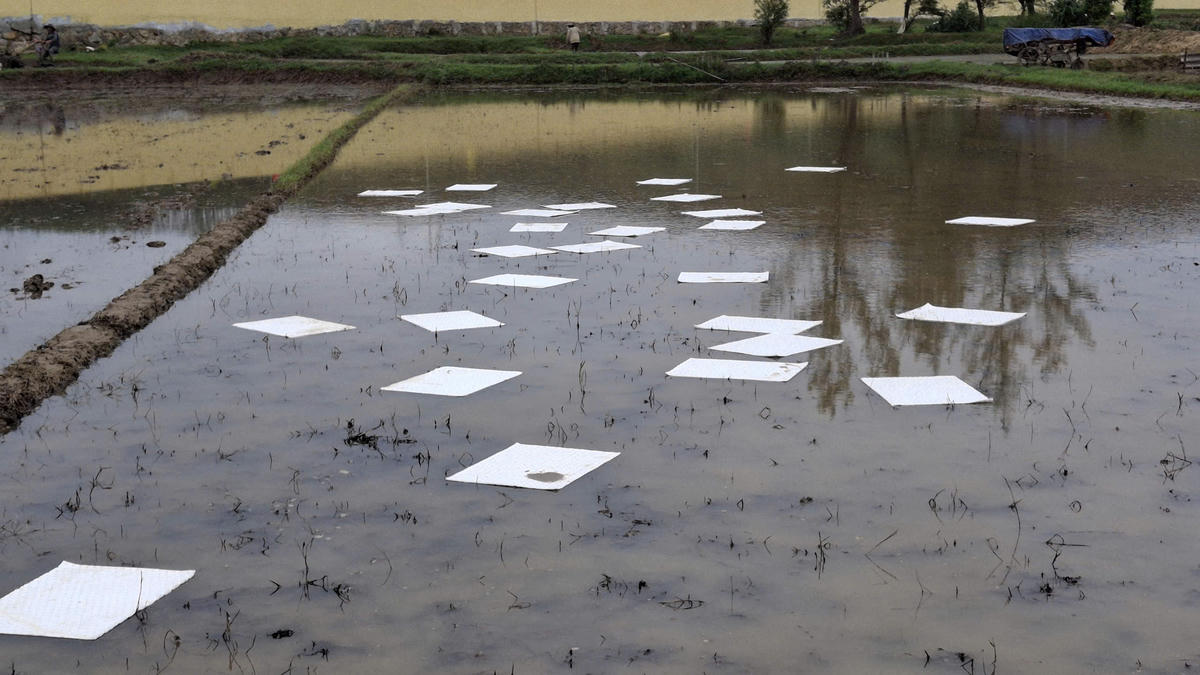 Một số đám ruộng của người dân xã Vạn Tường bị dầu tràn gây khó khăn trong sản xuất. Ảnh: CV.